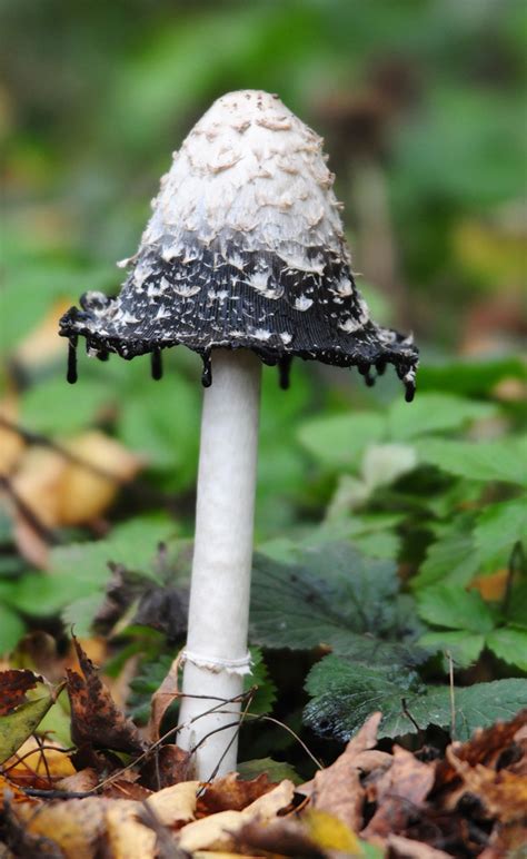 ink cap mushrooms poisonous